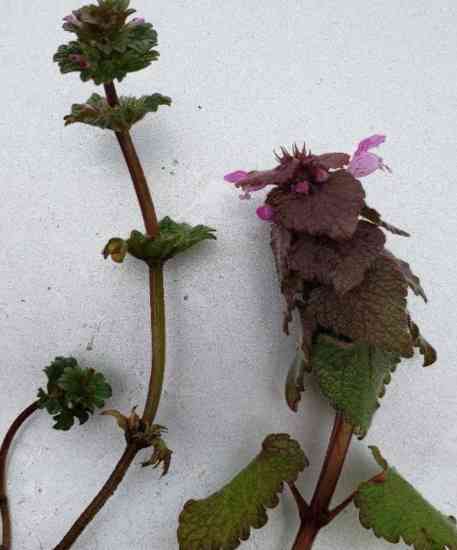 henbit (left) and purple deadnettle inflorescence