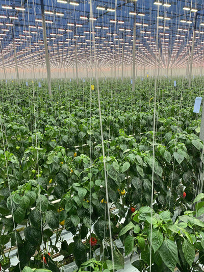 peppers growing in greenhouse