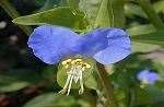 Asiatic Dayflower 2