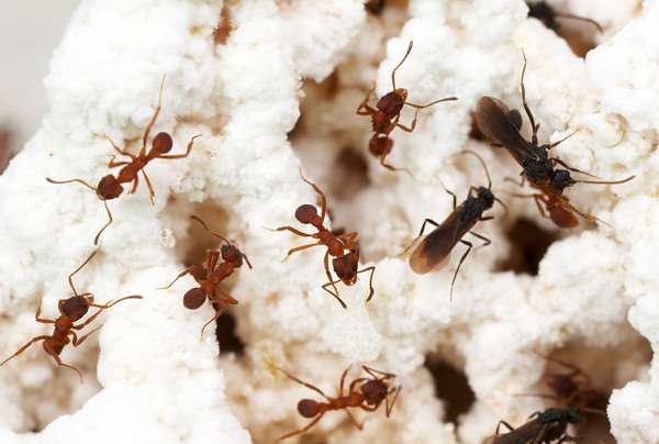 Attine ants