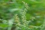 Common Ragweed 2