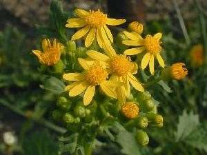 Butterweed 1