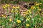 Butterweed 2