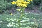 Butterweed 3