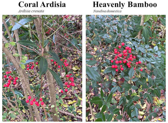 Coral Ardisia & Heavenly Bamboo