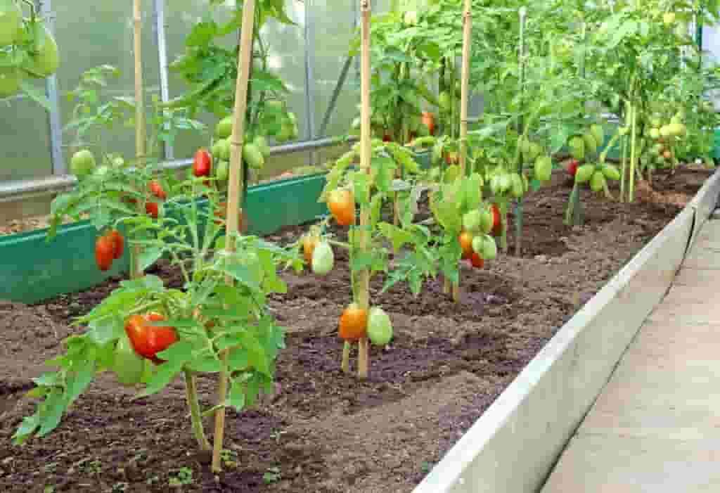 Greenhouse tomato plants