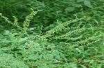 Common Ragweed 3