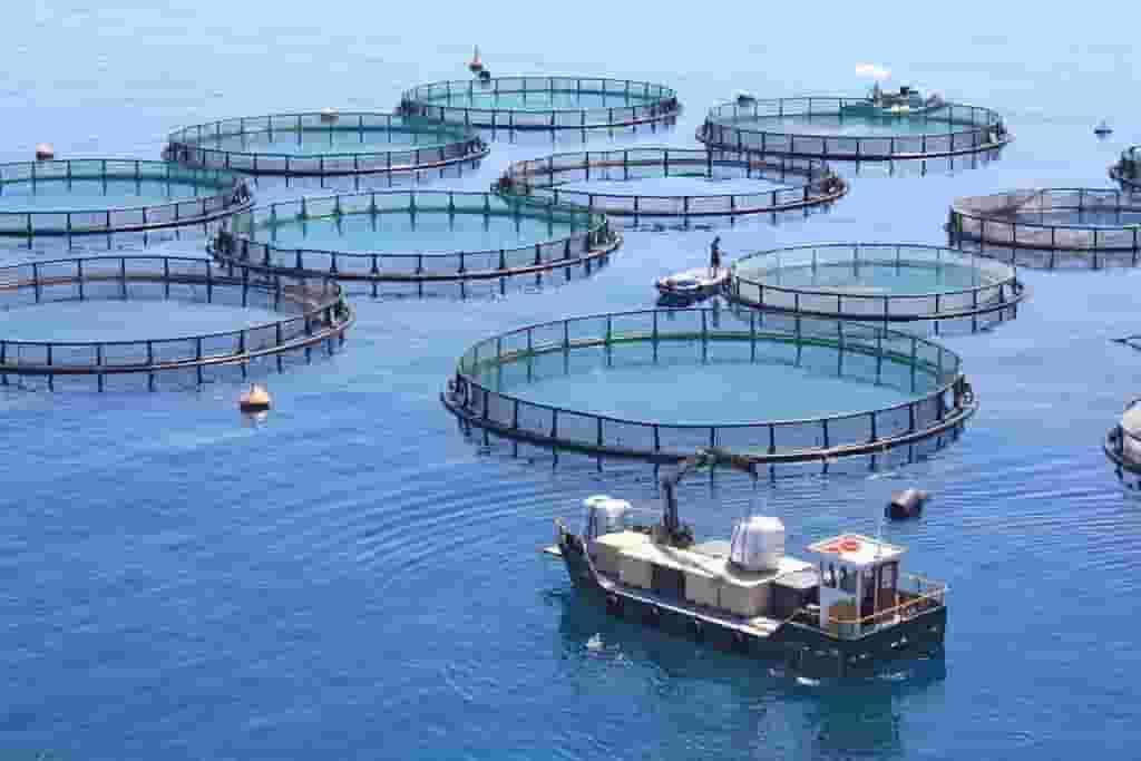 Cage System of Fish Farming