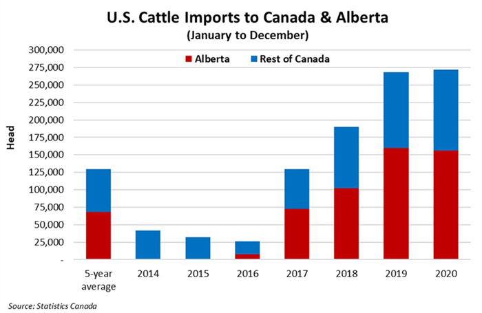 U.S Cattle Imports to Canada and Alberta