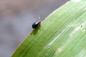 corn-flea-beetle-1