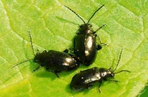 corn-flea-beetle-2