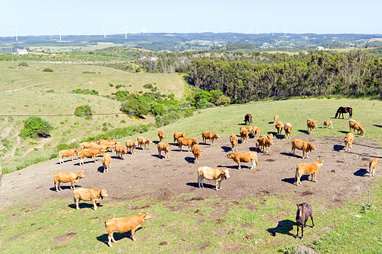 Drone view of cattle