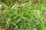 Barnyard Grass 2