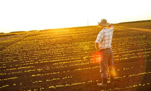 Farmer alone in field