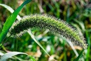 Giant Foxtail 1