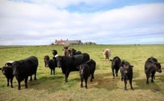 Farm animals belch and fart methane gas which
