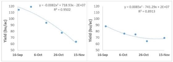 Winter wheat yield in drilled versus broadcast