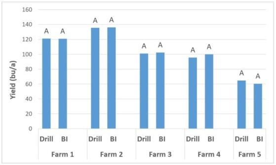 Winter wheat yield in drilled versus broadcast 