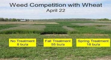 Effect of timing of blue mustard control in wheat