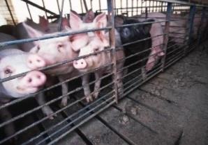 NC Dept. of Agriculture Taking Applications for Swine & Dairy Farm Assistance