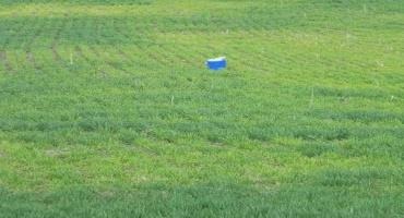 Patches of sulfur deficiency in a wheat field