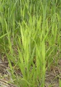 Close-up of sulfur deficiency in wheat