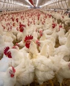 Global Poultry Demand Rising