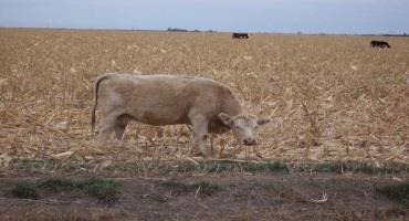 Cattle grazing crop residue