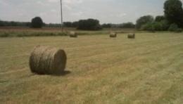 While you can’t starve profit into a hay field, there may be some options