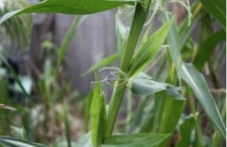 An early reproductive stage teosinte plant showing silk from an ear