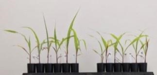 Corn seedlings treated and untreated with teosinte leaf microbiome inoculant. (Texas A&M