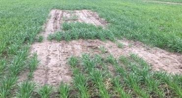 Poor wheat emergence on an induced saline-sodic soil wheat plot