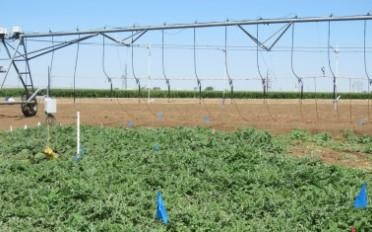 Dragging drip lines were attached to the traditional center pivot system and they allowed a greater water-use efficiency and more fruit production than the traditional center pivot drop nozzles.