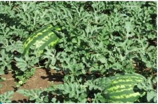 Research that pairs the traditional drip irrigation of vegetables with the center pivot systems used throughout much of High Plains shows dragging drip hoses can grow high quality fruit under less water than traditional crops.