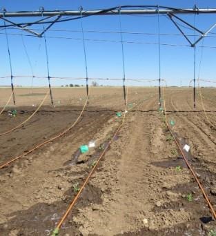 The two three lines on the left hand irrigated the young melon plants through the traditional low energy spray drop nozzles, wetting the entire soil surface, while the three lines on the right side watered the plants through long dragging hoses and only in the plant rows.