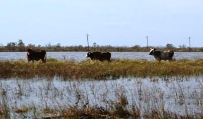 Cattle on high ground after a hurricane tidal surge