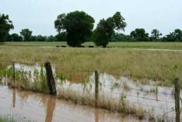 Brazos County field after a flood