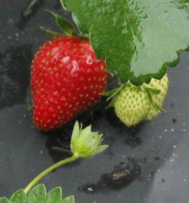 Strawberry plant producing fruit in late winter