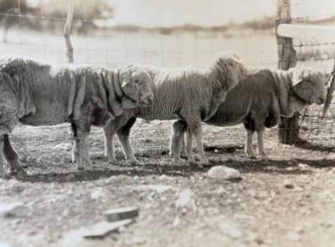 Rambouillet ewes