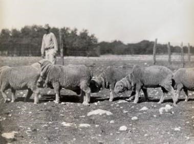 Sheep in 1933