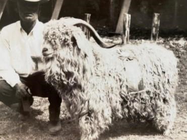 The grand champion Angora goat