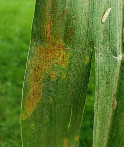 Southern rust was confirmed on a corn sample