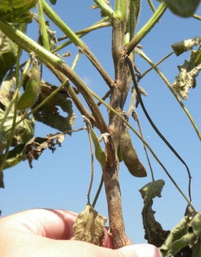 Phytophthora root and stem rot