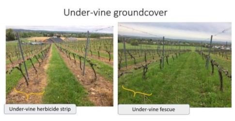 Excessive precipitation events have greatly increased in frequency and severity in some grape-growing regions