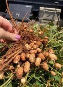 peanuts continue to bloom