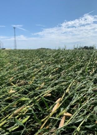 Lodged crop near Plainfield