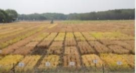 DIVERSITY OF CHICKPEA ON DISPLAY IN A FIELD