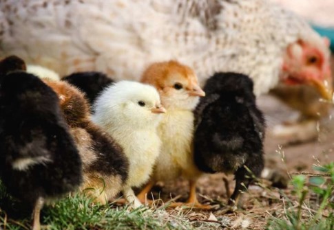 EU-backed projects seek to avoid the annual culling of millions of male chicks