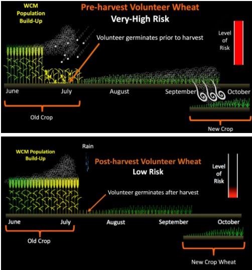 Comparison of the increased disease risk of pre-harvest volunteer wheat