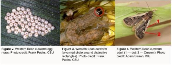 Insect Degree-Day Models